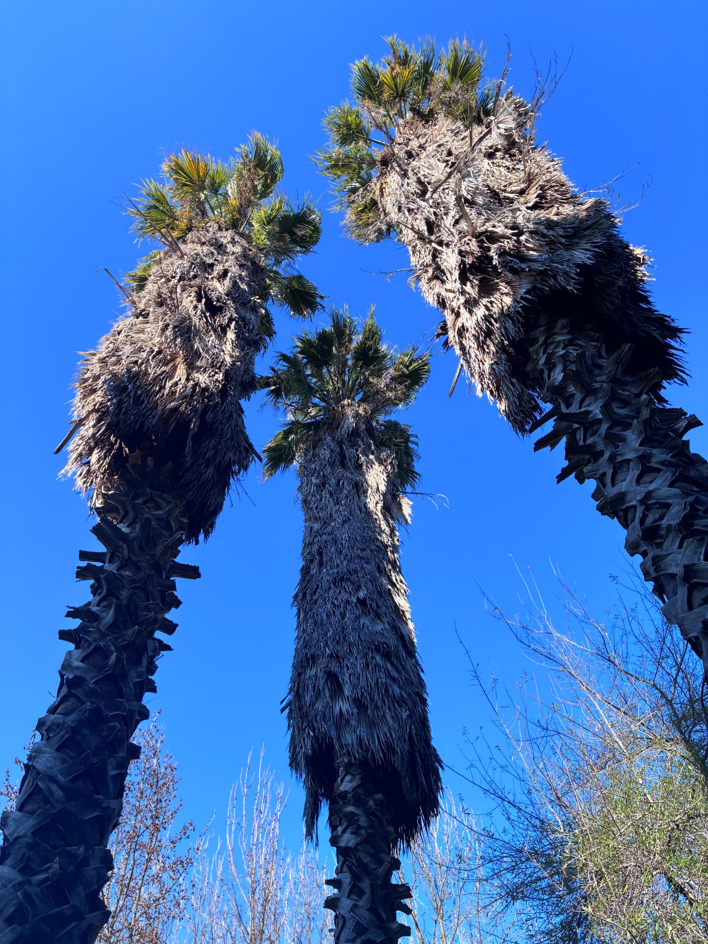 Las tres palmeras contra el cielo de Colchagua.