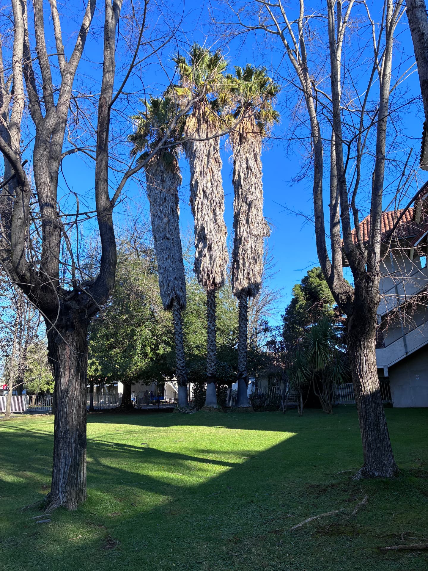Las palmeras históricas del Hospital San Fernando.